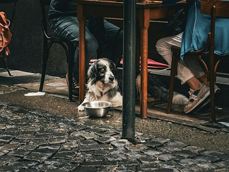 dog friendly